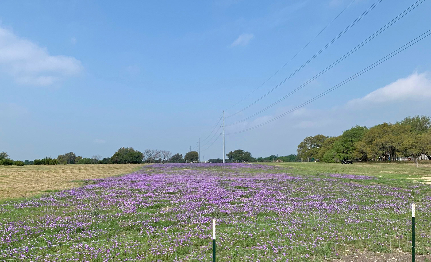 Photo of wildflowers growing in easment