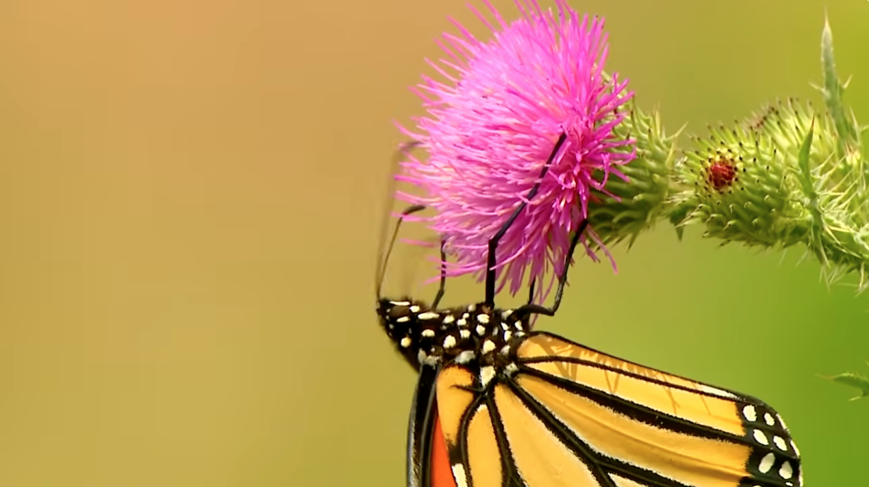 All About Monarch Butterflies