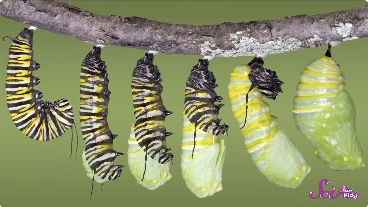 How a Caterpillar becomes a Butterfly