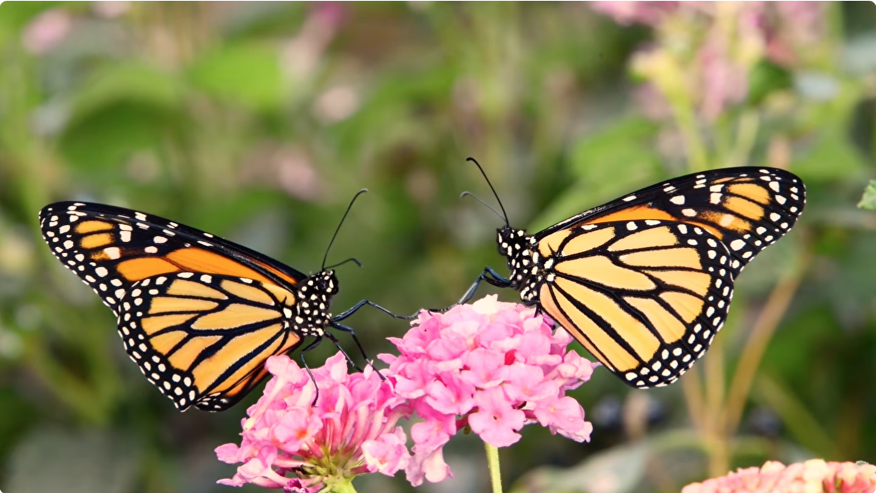 How do monarch butterflies know where to migrate?